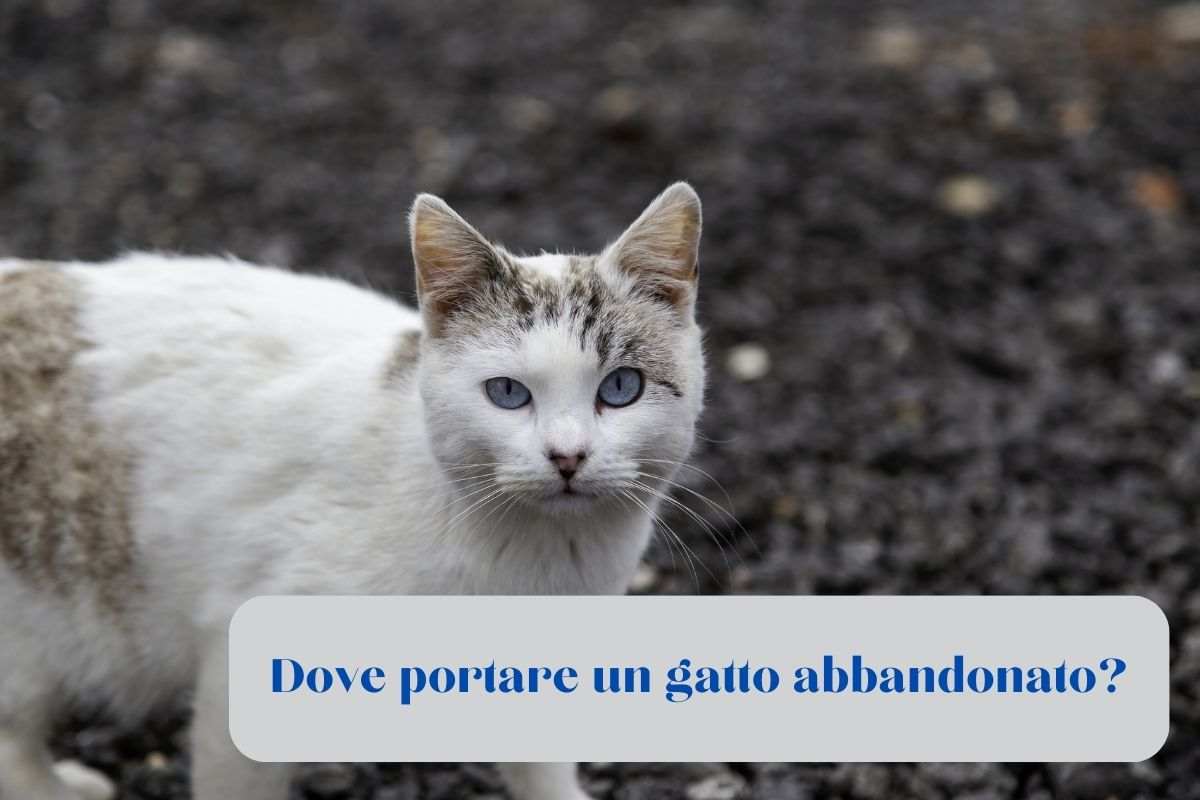 Gatto bianco per strada abbandonato