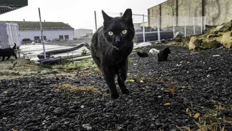Gatto nero in un rifugio per gatti