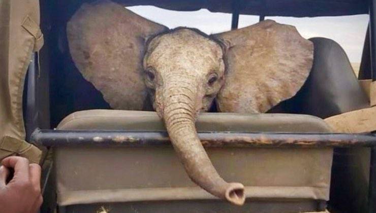 Cucciolo di elefante nel retro di un'autovettura 