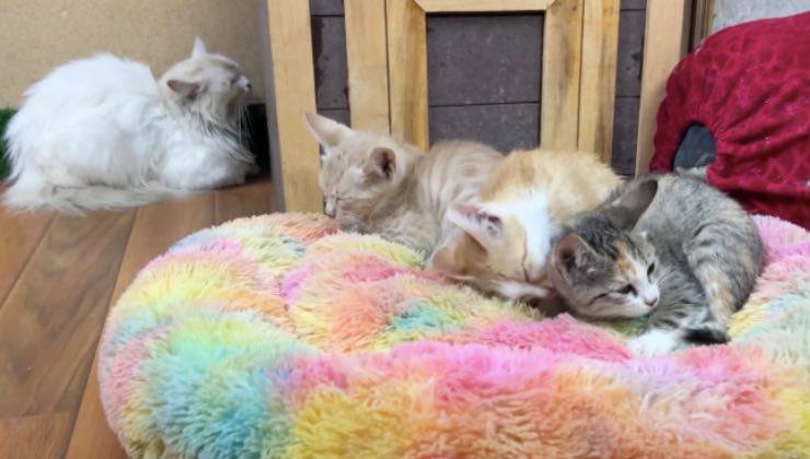 Tre cuccioli sdraiati sul cuscino colorato accanto a una gatta adulta 