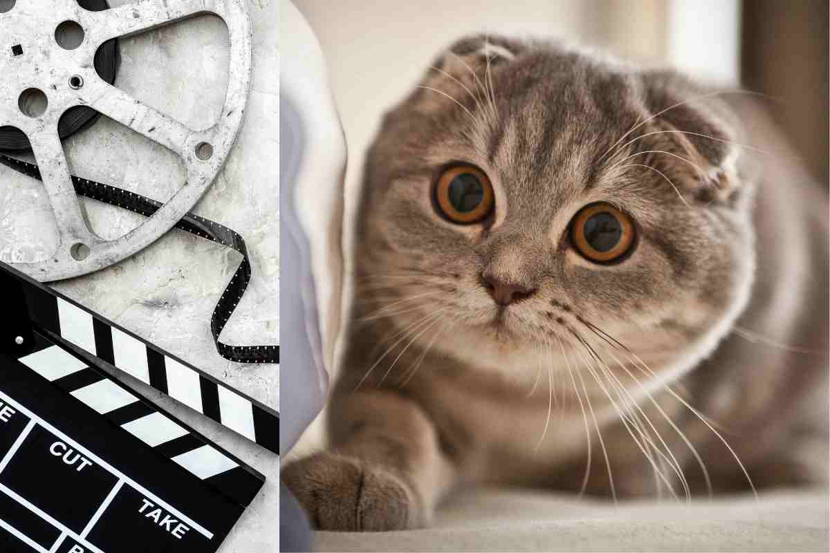 Gatto di razza Scottish fold con pellicole del cinema