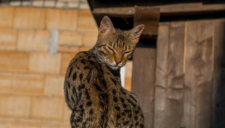 Gatto Bengala 