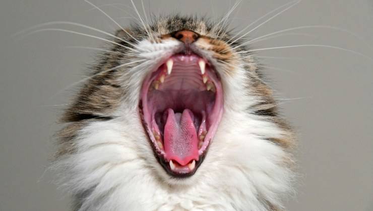 Gatto con la bocca aperta manifesta la sua aggressività sintomo che vuole essere rispettato