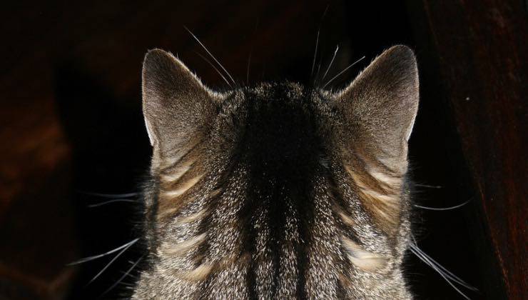 La nuca di un gatto dal pelo striato 