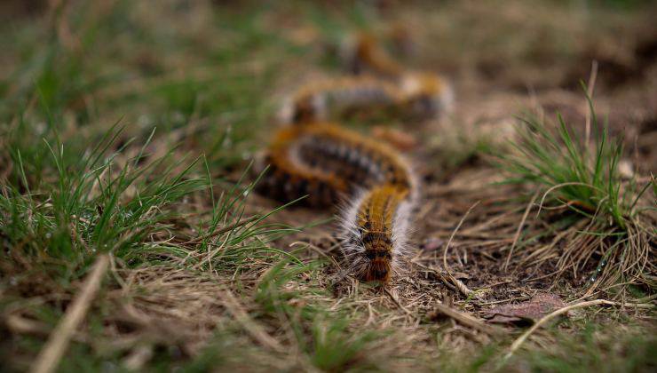 Processionaria un pericolo per il gatto