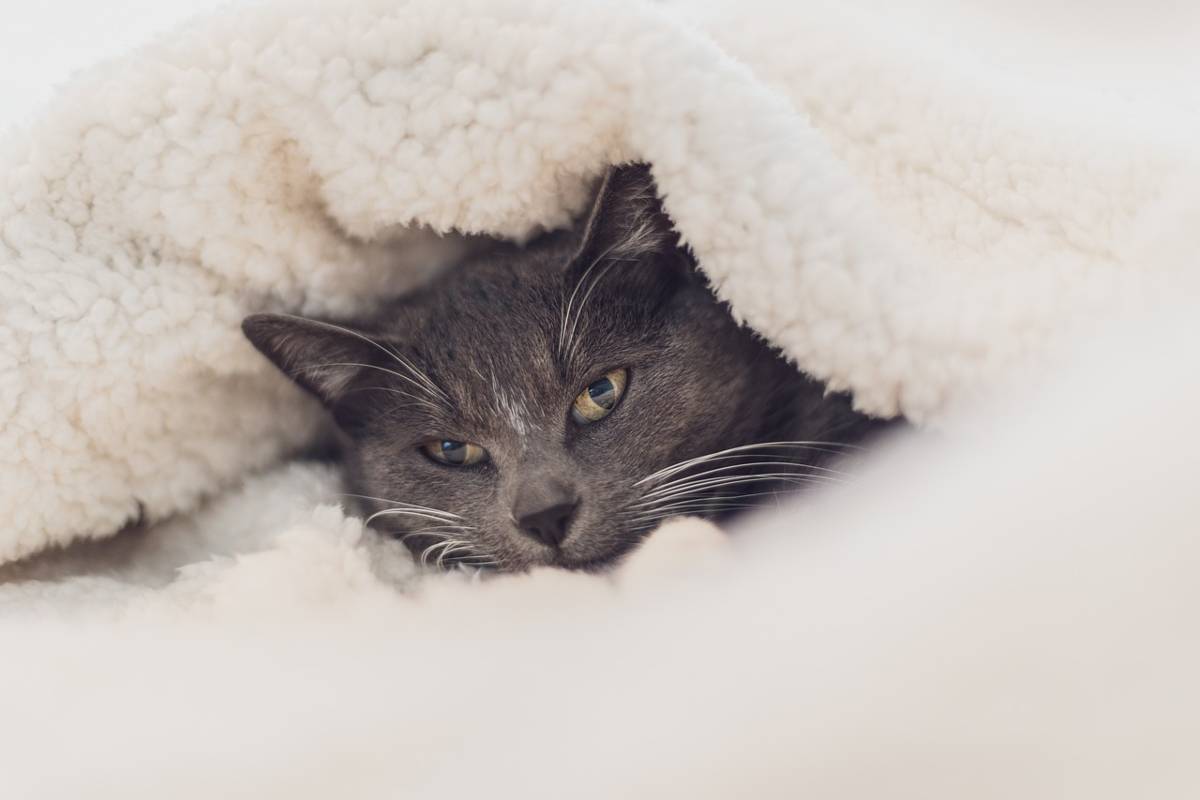 Gatto tra le coperte