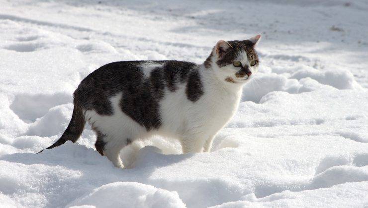 Gatto nella neve 