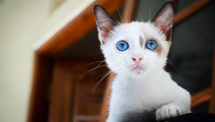 Gatto bianco con occhi azzurri sul mobile attento perché ha sentito un pericolo