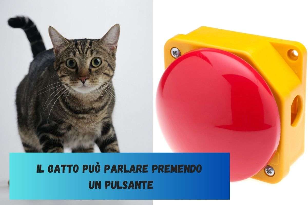 Gatto grigio con pulsante utile per la comunicazione