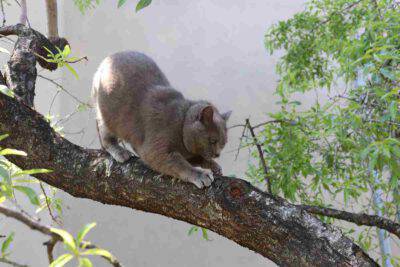 Un gatto si fa le unghie su un tronco d'albero