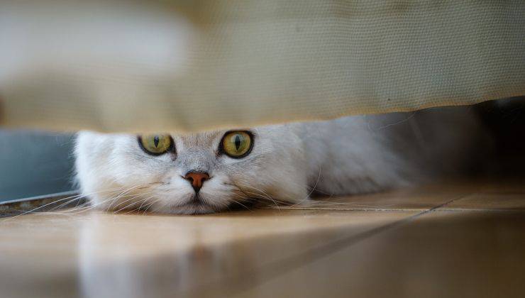 Gatto spia da sotto il letto 