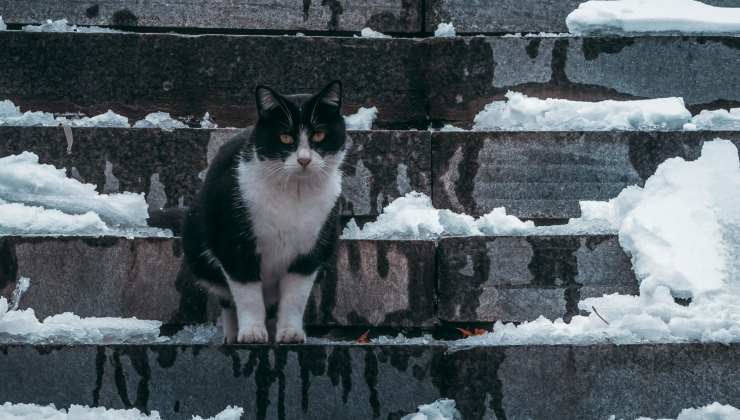 Gatto su scalini ghiacciati 