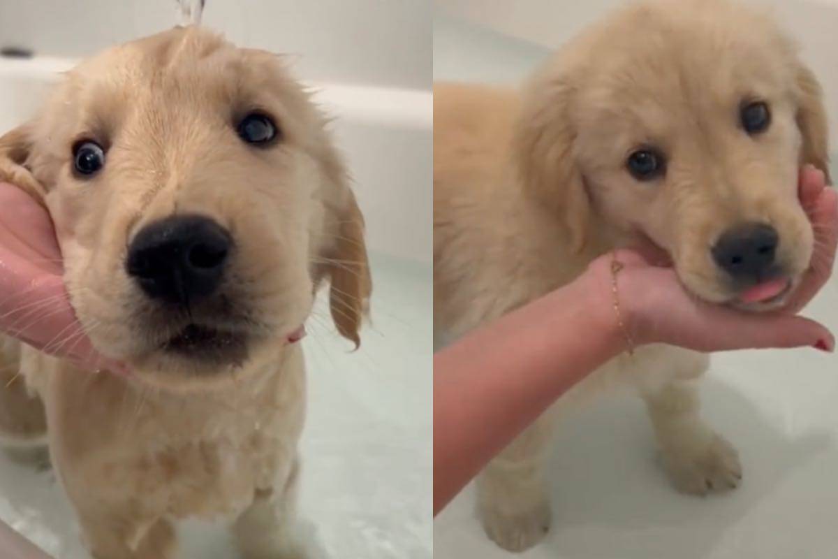 Cucciolo di Golden Retriever durante il bagno