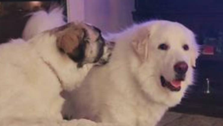 Due cani dal pelo bianco seduti vicino in casa 
