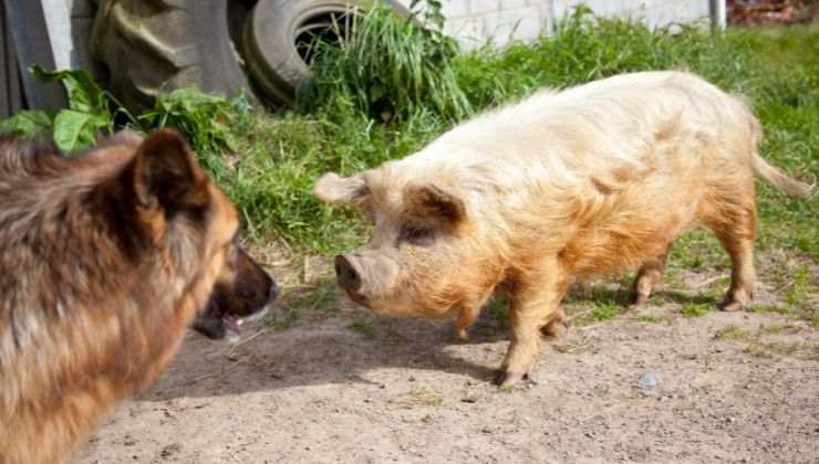 Cane e maiale