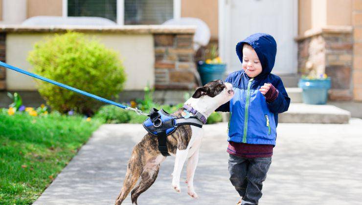 Bambino ha paura del cane