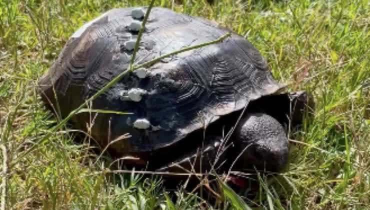Carapace di una tartaruga in via di guarigione mentre cammina sull'erba 