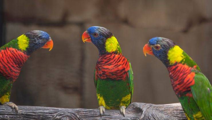 Tre pappagalli arcobaleno