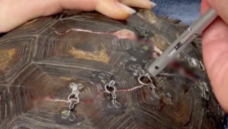 Il carapace fratturato di una tartaruga in cura 