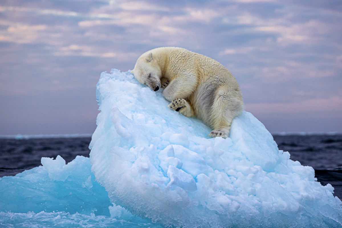 Orso polare dorme su una lastra di ghiaccio