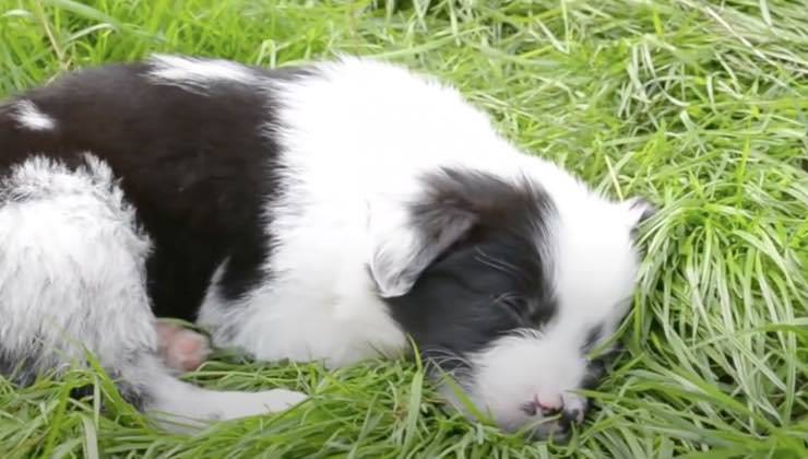Piccolo cane addormentato sull'erba 