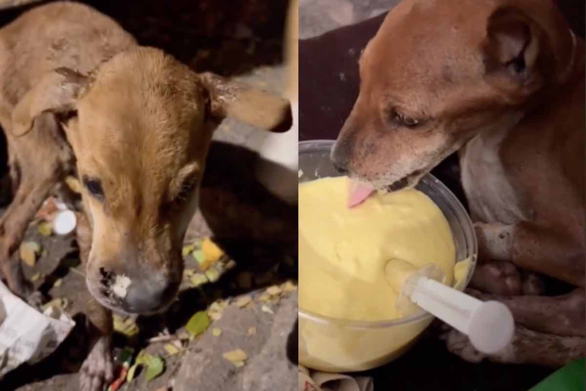 Due cani di strada tra i resti di cibo