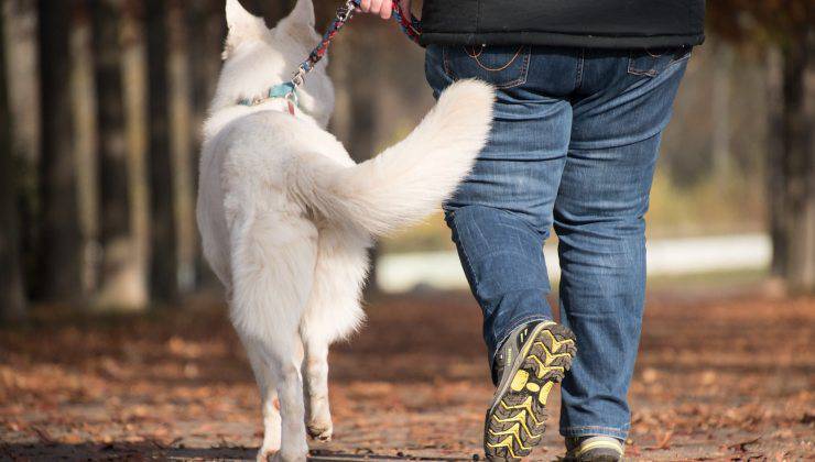 Cane bianco cammina lentamente con il suo umano