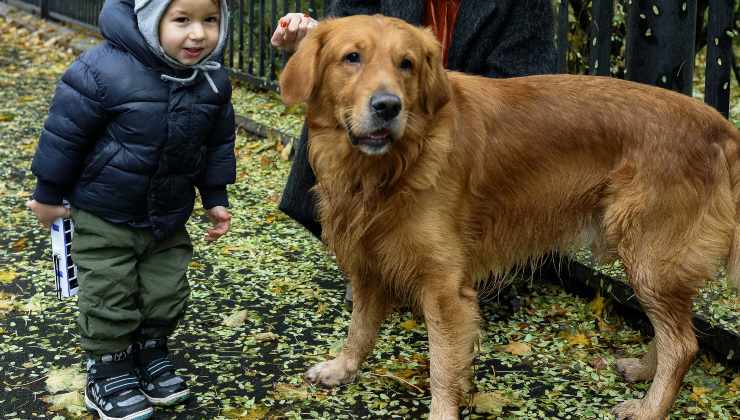 Cane cammina lentamente perché ha paura del bambino 