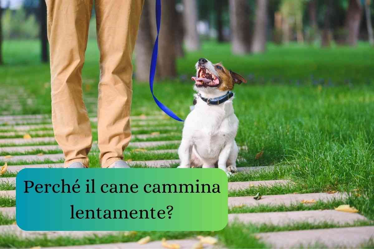 Cane si ferma dopo aver camminato lentamente nel parco con il suo umano