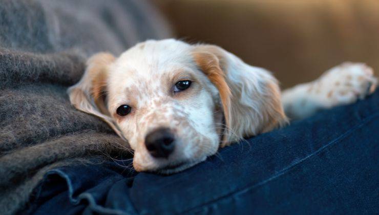 Cane sulla gamba del padrone