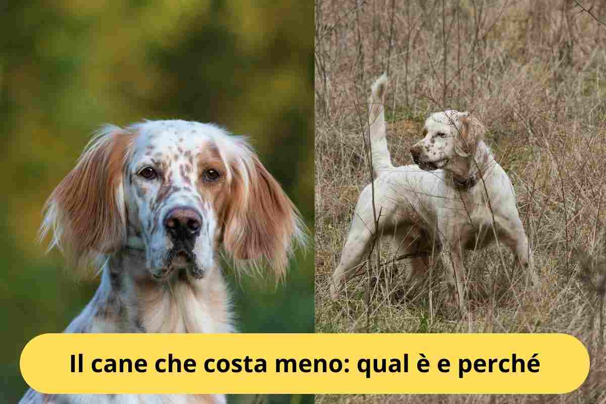 Setter inglese