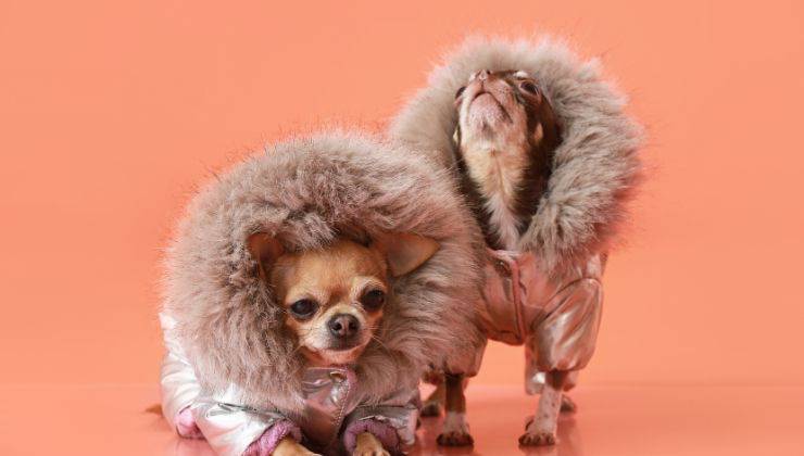 Cani col cappottino