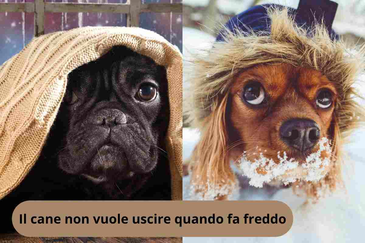 Cane si nasconde per il freddo e cane sotto la neve