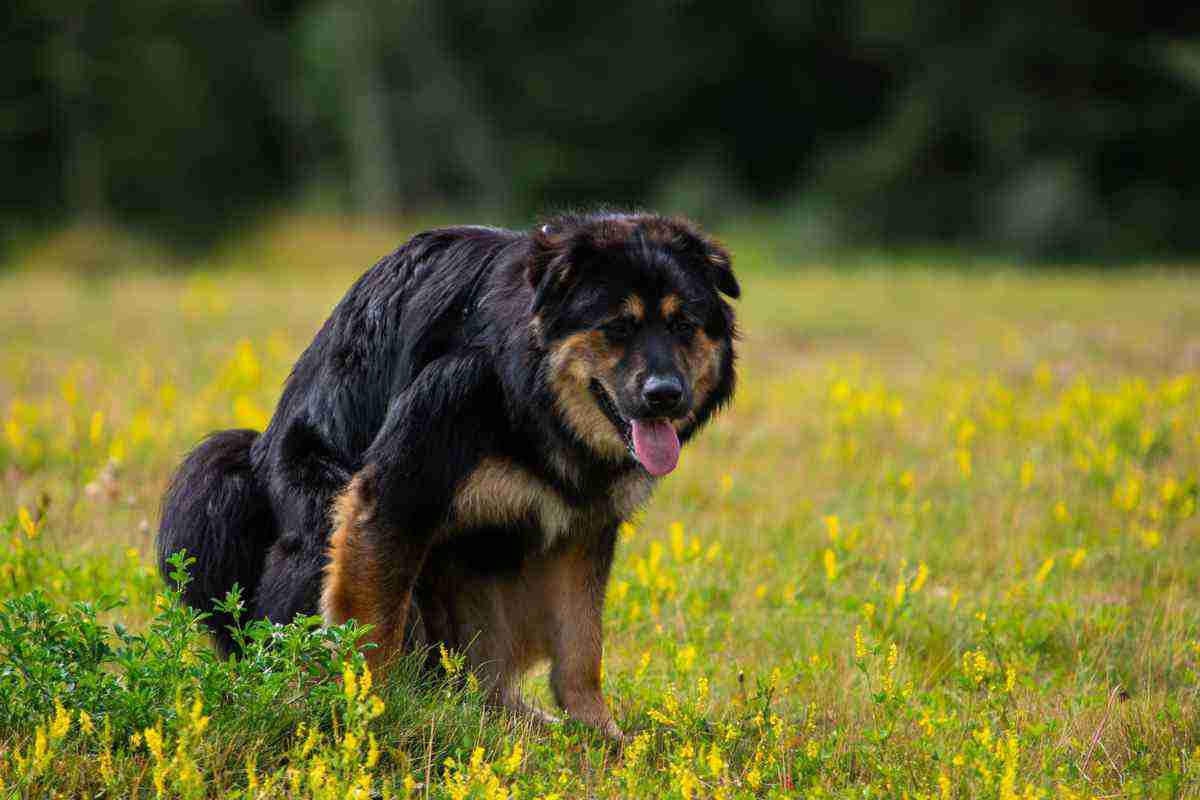 Come decide dove fare la cacca il tuo cane? La verità è che la scelta non è affatto casuale!