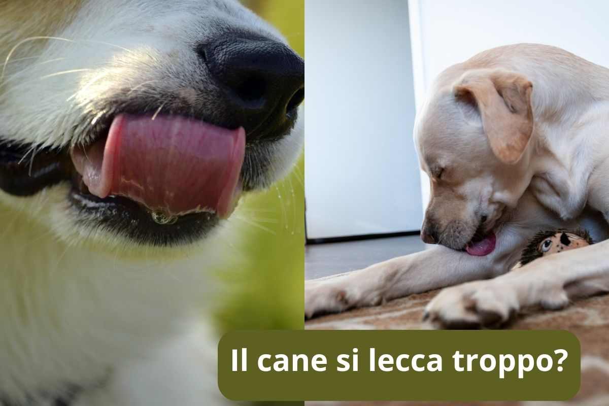 Lingua del cane e cane si lecca il pelo