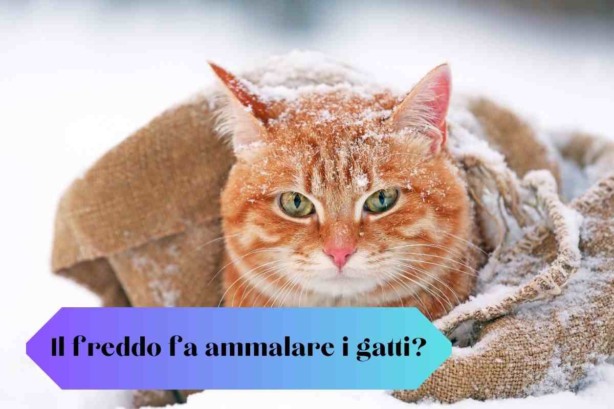 Gatto nella coperta nella neve il freddo lo fa ammalare?