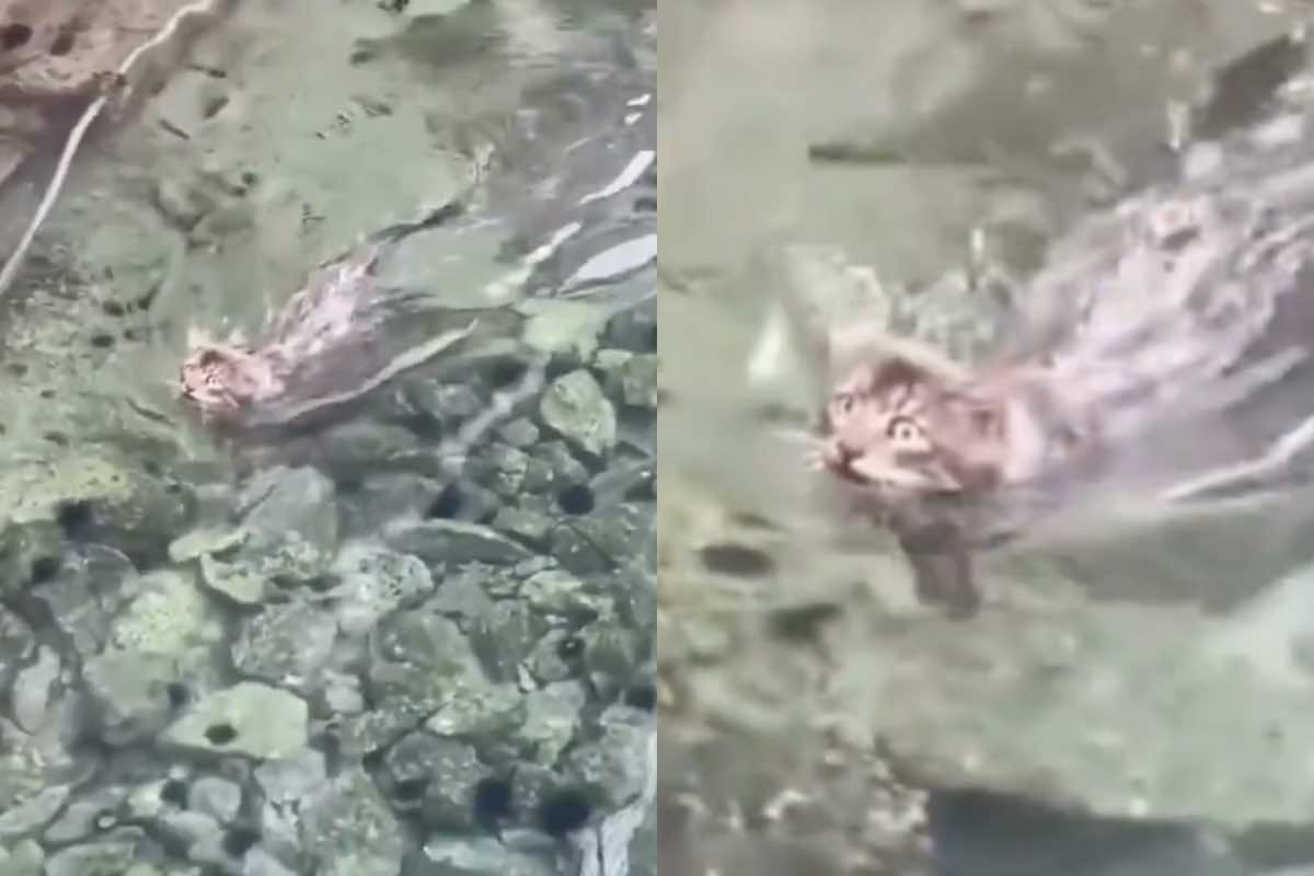 Gatto striato nuota in acque limpide