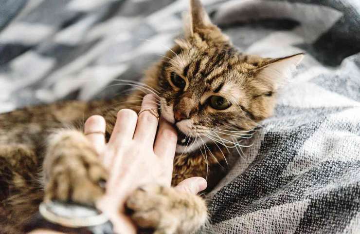 Attenti al morso del tuo gatto