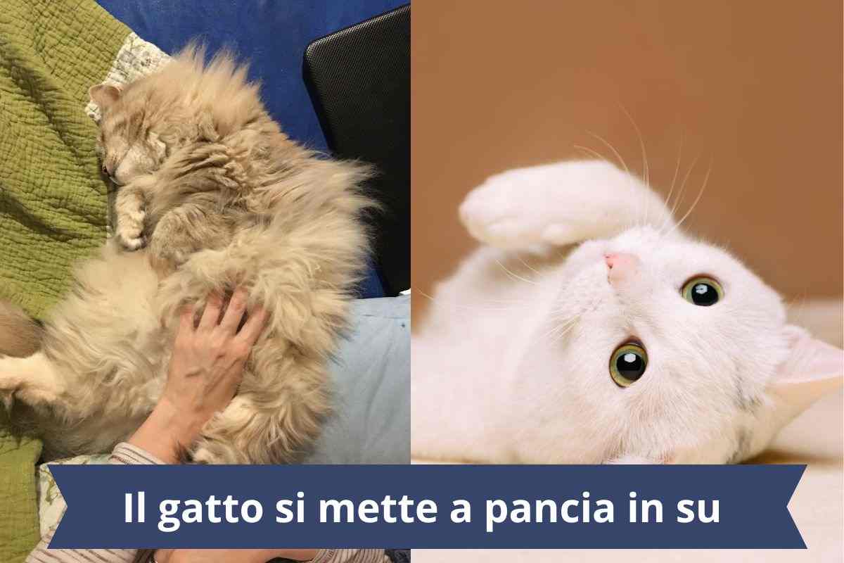 Toccare la pancia su del gatto