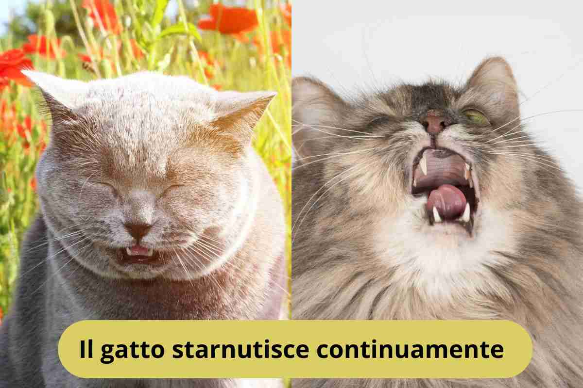 Gatti che fanno uno starnuto