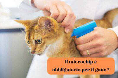 Gatto arancione dal veterinario che gli inserisce il microchip