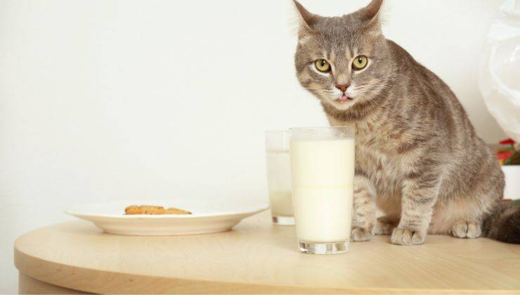 Insegnare il no al gatto che sta sul tavolo con latte e piatto con colazione
