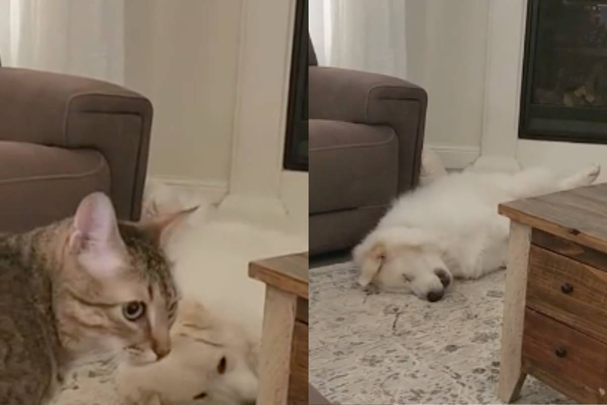 Gatto e Labrador Retriever sdraiato in salotto