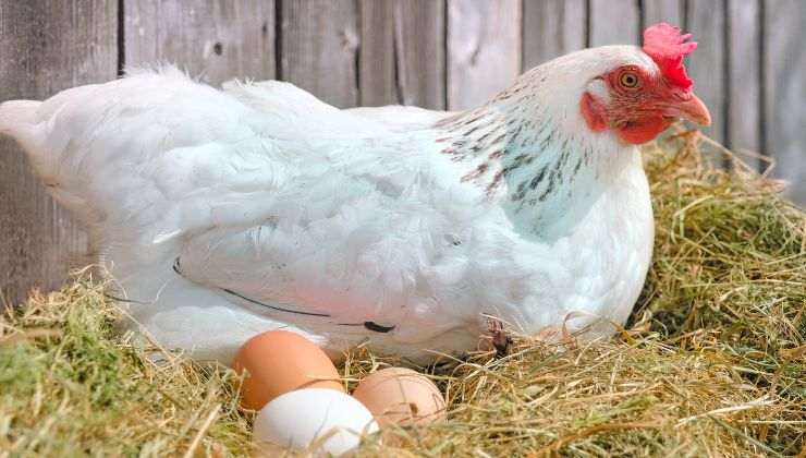 Gallina ha deposto uova