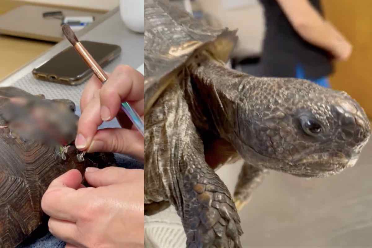 Tartaruga dallo sguardo sofferente mentre riceve i punti dal veterinario