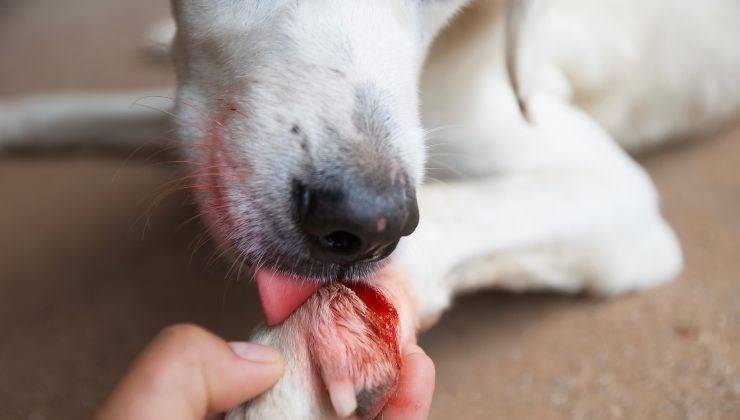 Cane si lecca la ferita