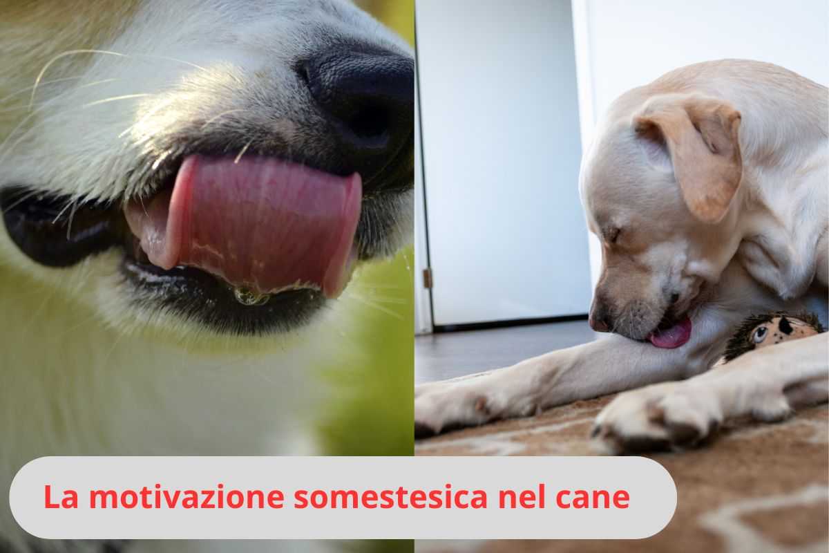 Lingua del cane e cane che si lecca
