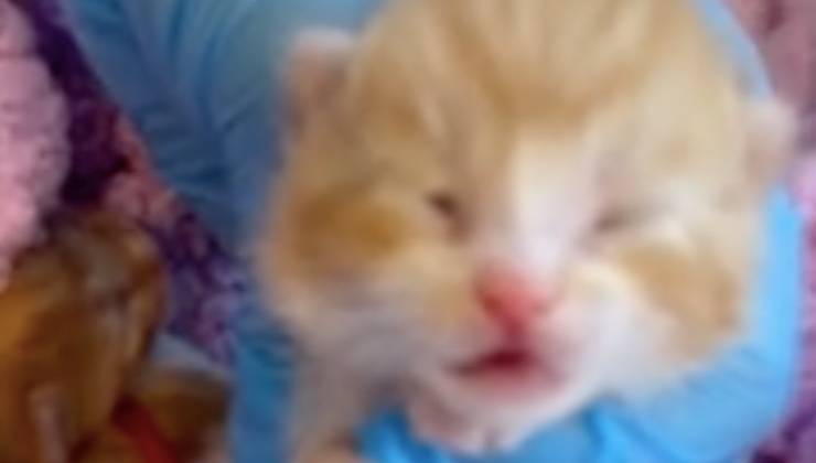 Piccolo gatto arancione con gli occhi chiusi 