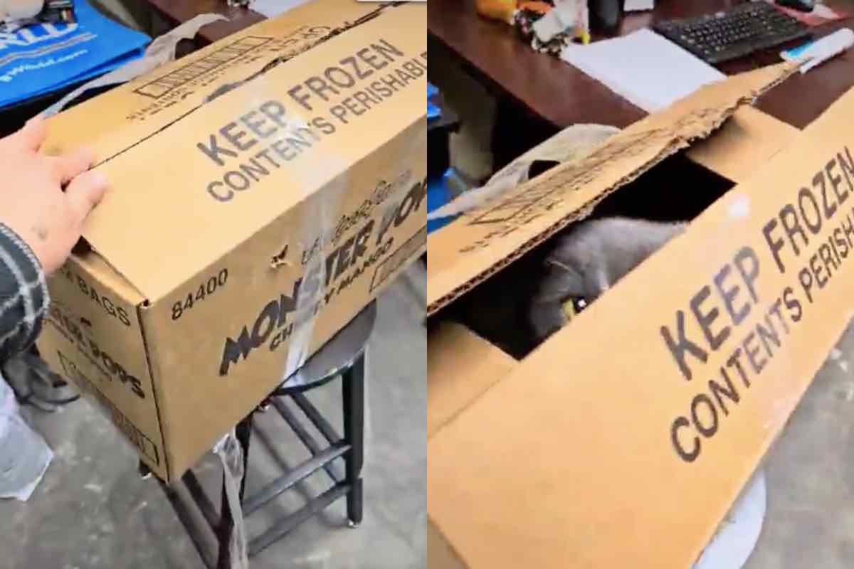Una scatola di cartone con una gatta grigia al suo interno