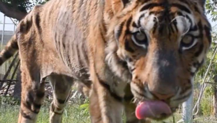 Tigre cammina libera in un ambiente naturale 